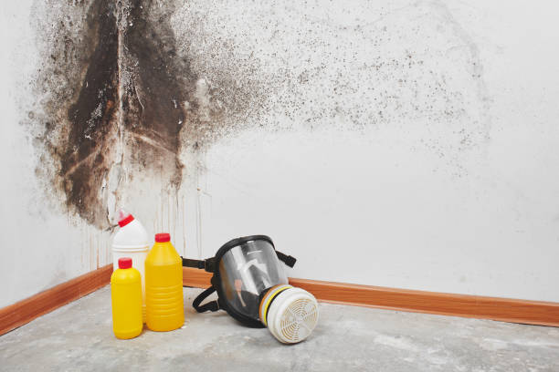Best Emergency Mold Removal  in Meriden, CT