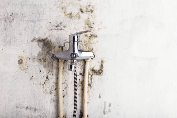 Best Local Mold Removal Service  in Meriden, CT