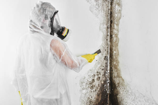 Best Mold Removal Near Me  in Meriden, CT