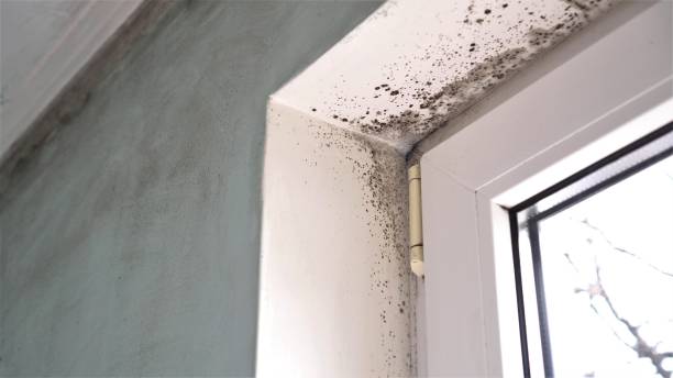 Best Black Mold Removal  in Meriden, CT