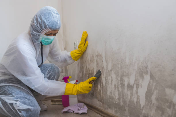 Certified Mold Removal in Meriden, CT