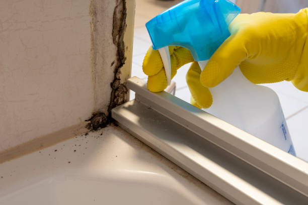  Meriden, CT Mold Removal Pros