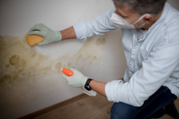 Best Same-Day Mold Removal  in Meriden, CT
