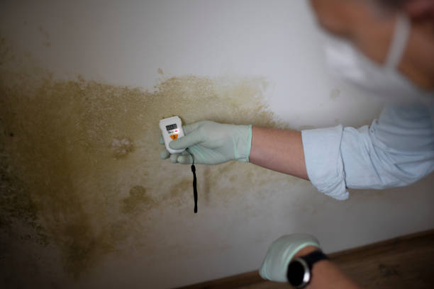Best Mold Cleaning Services  in Meriden, CT