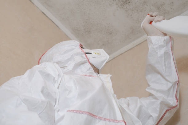 Best Residential Mold Removal  in Meriden, CT