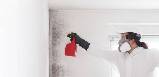 Best Toxic Mold Removal  in Meriden, CT