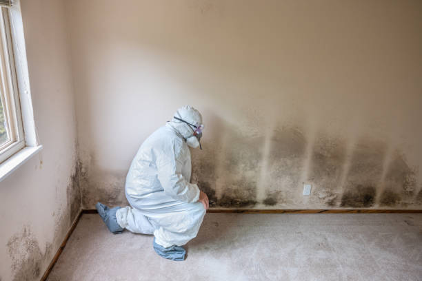 Best Best Mold Removal Companies  in Meriden, CT
