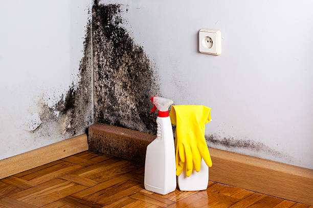 Best Mold Cleaning Services  in Meriden, CT