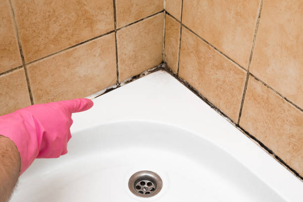 Best Mold Testing  in Meriden, CT