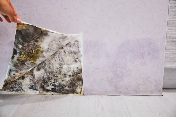 Best Certified Mold Removal  in Meriden, CT
